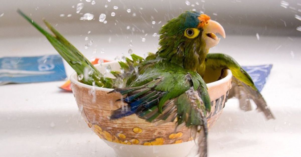 Memandikan Burung